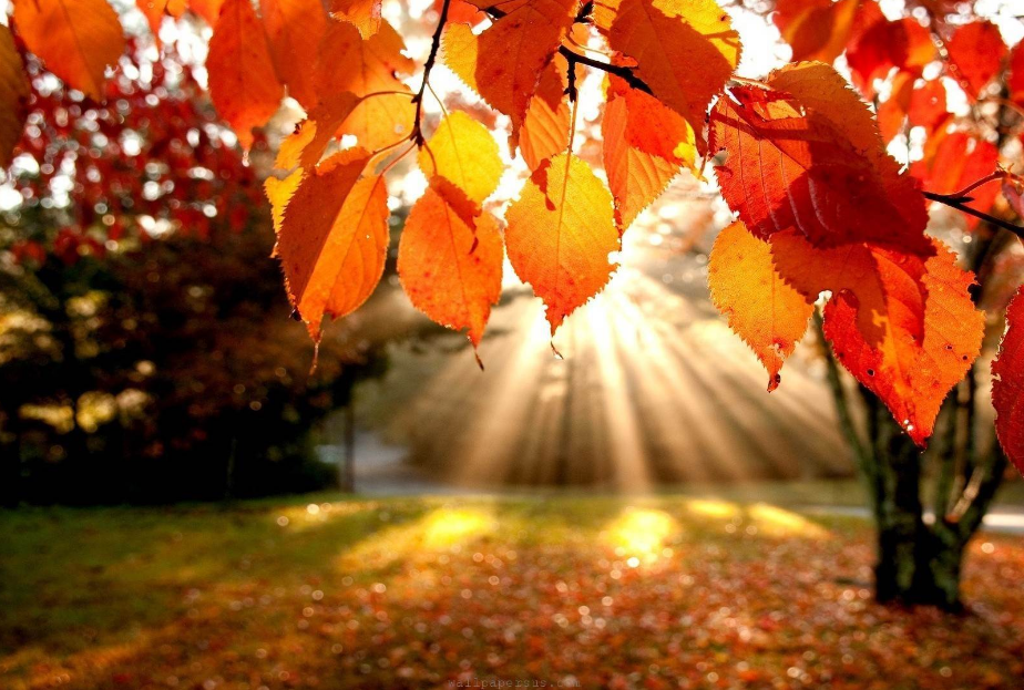 Höstträffen i lekparken 9 oktober